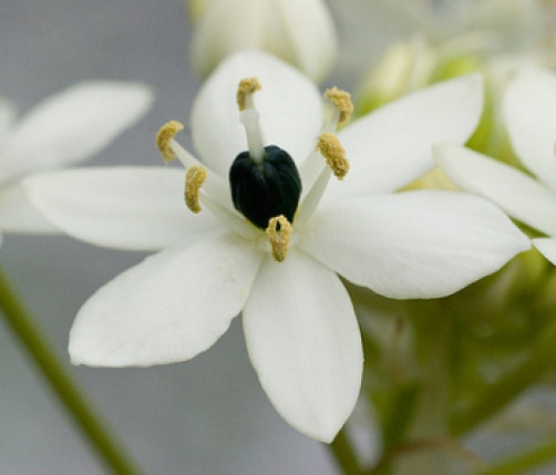 Ornithogalum saundersiae Star Bethlehem 8 seeds