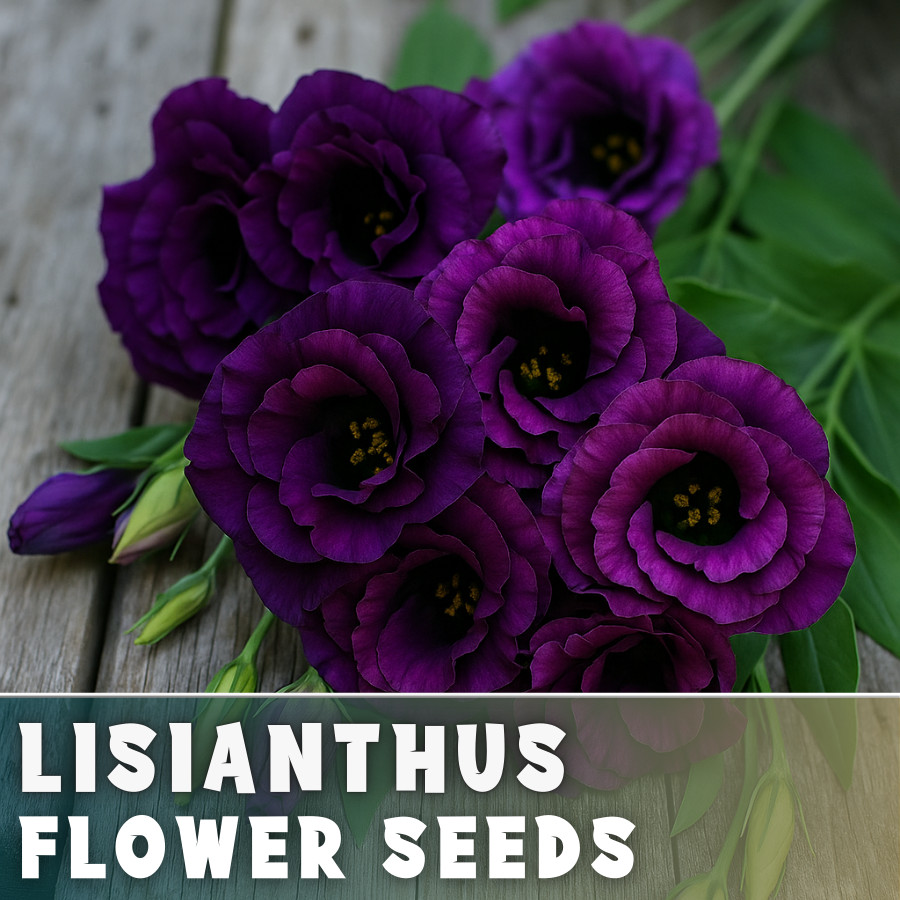 Blackcurrant Lisianthus Seeds – 100 Seeds Garden Bloom Flower Seed Non Gmo