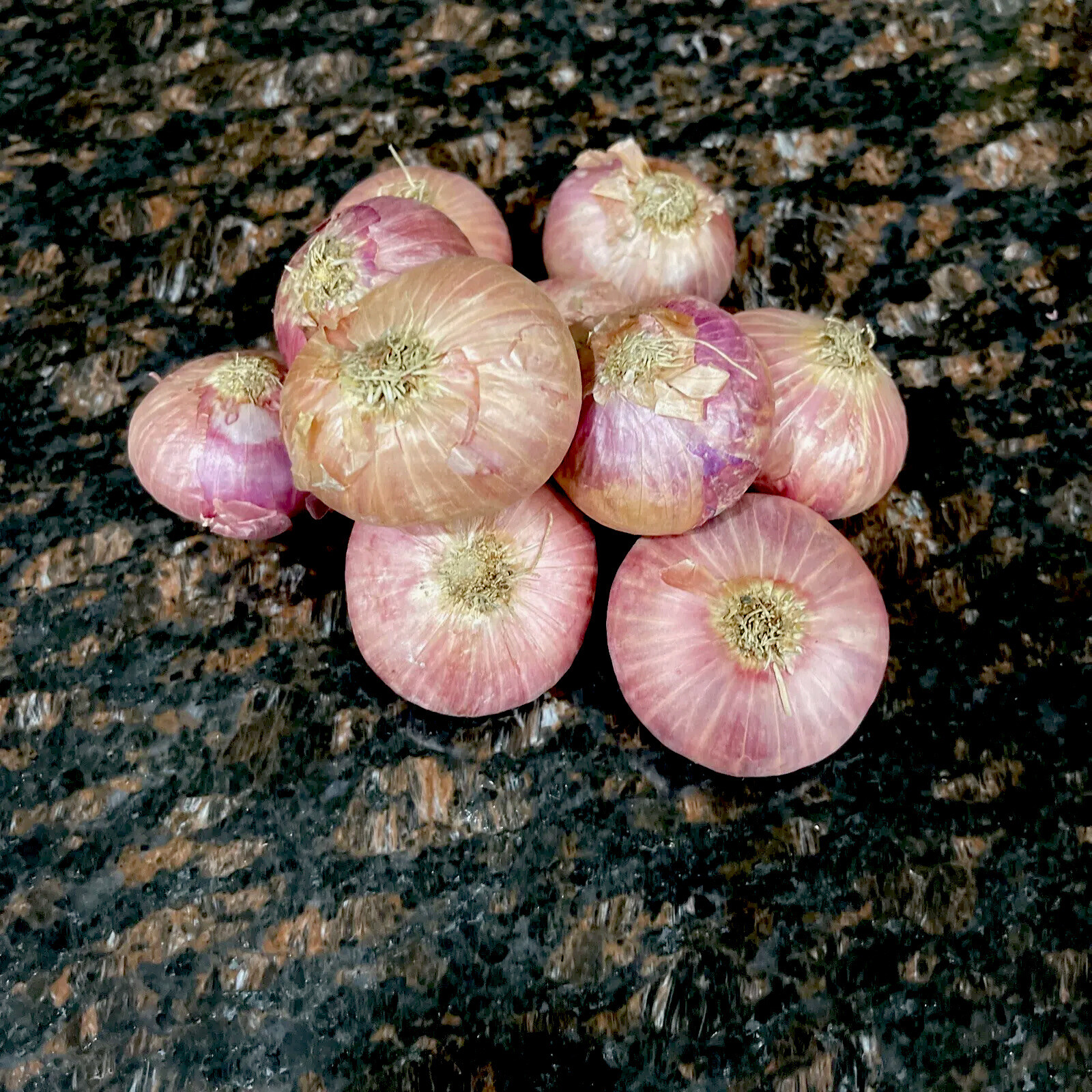 Shallots (5) Bulbs~For Planting or Eating