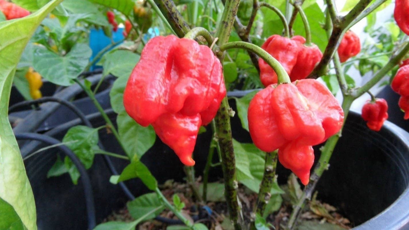 trinidad scorpion seeds. Super Hot! 20 Seeds. Free Shipping!