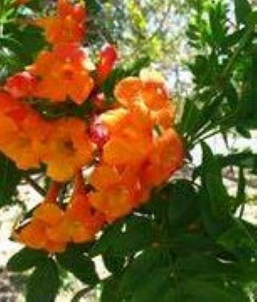 SUN TRUMPET TACOMA ORANGE ~ Campsis Radicans Trumpet Vine ~ Rooted Starter Plant