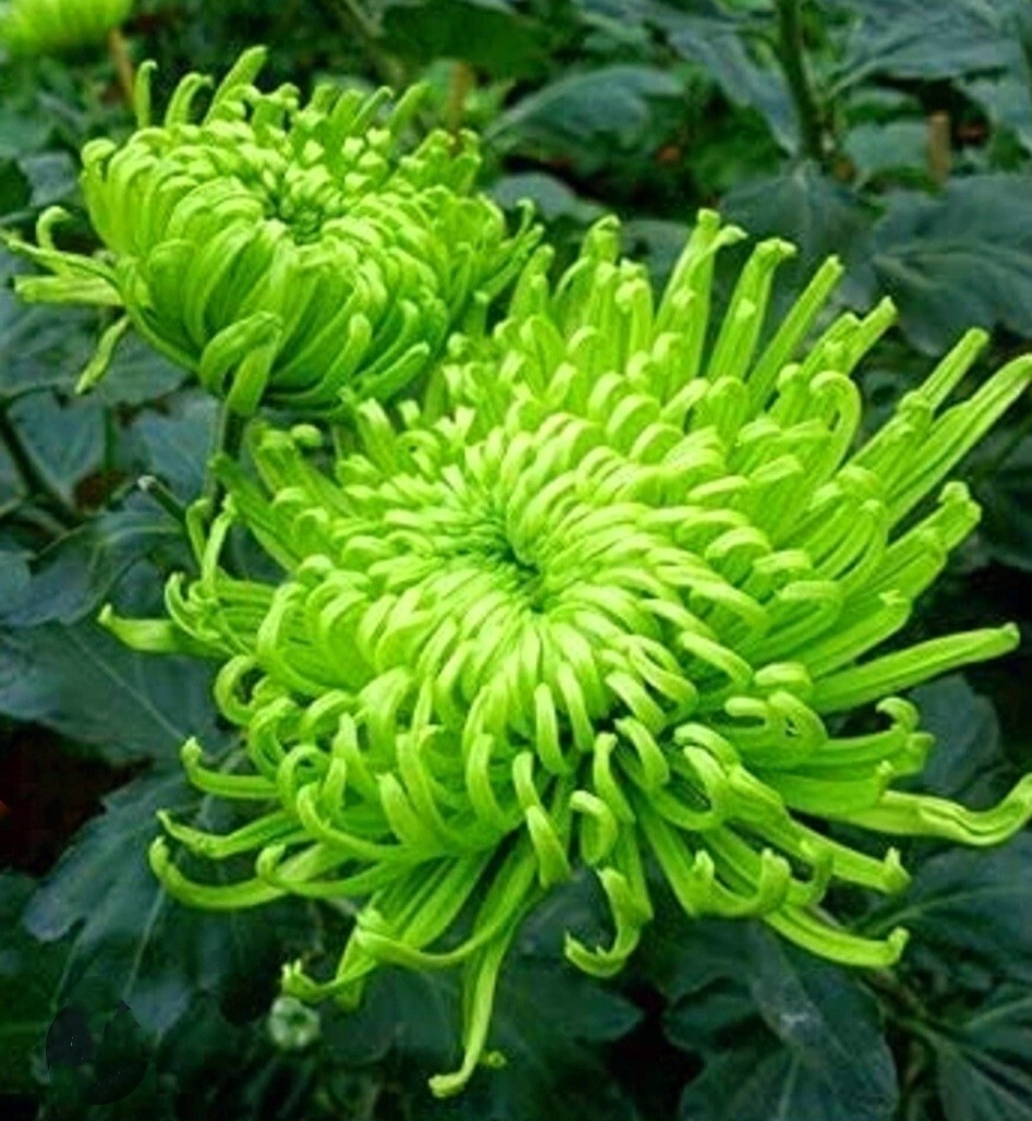 120 Chrysanthemum Seeds Green Flower Authentic Chinese Spider Edible-Tea