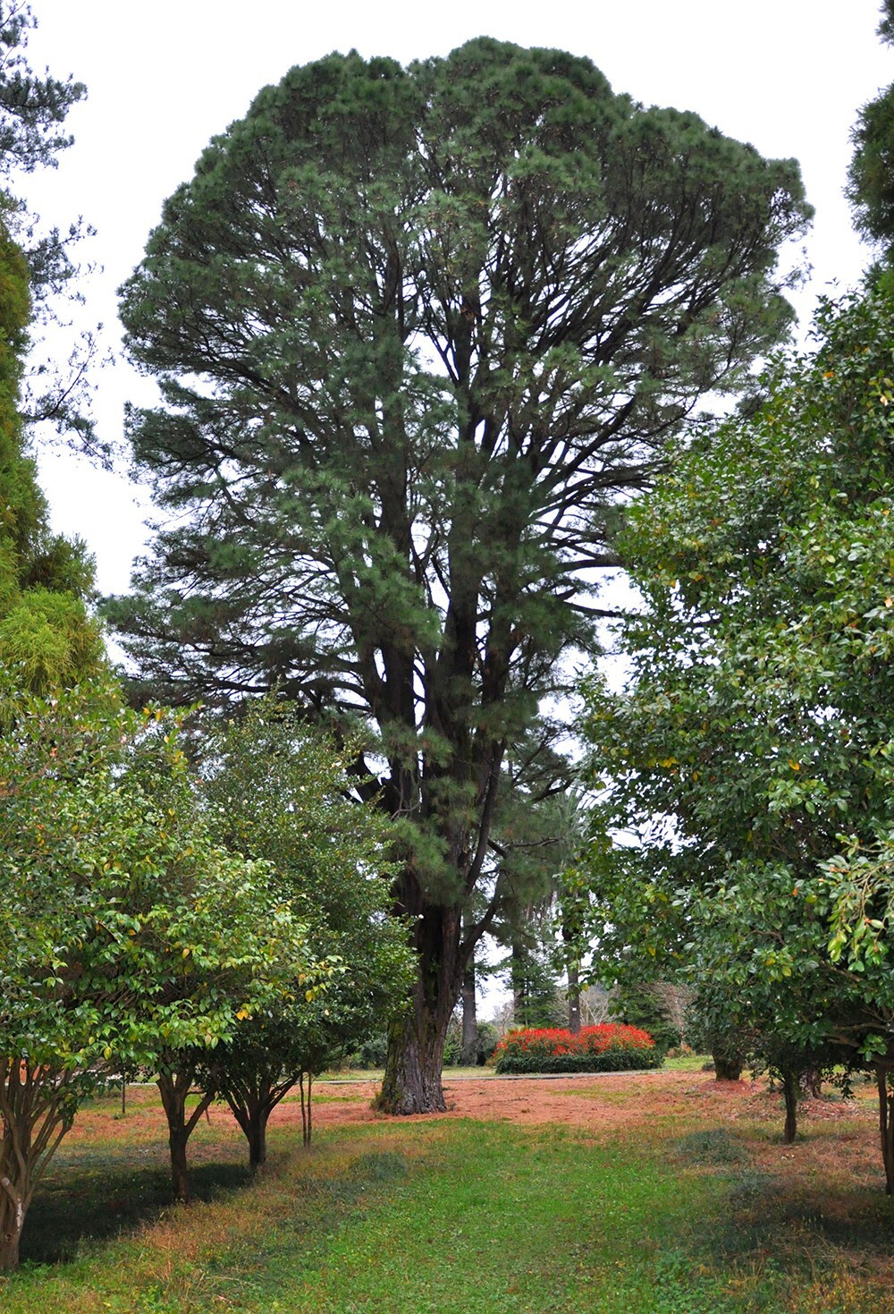 Loblolly Pine Tree | Premium Seeds | Pinus taeda | Plants’®