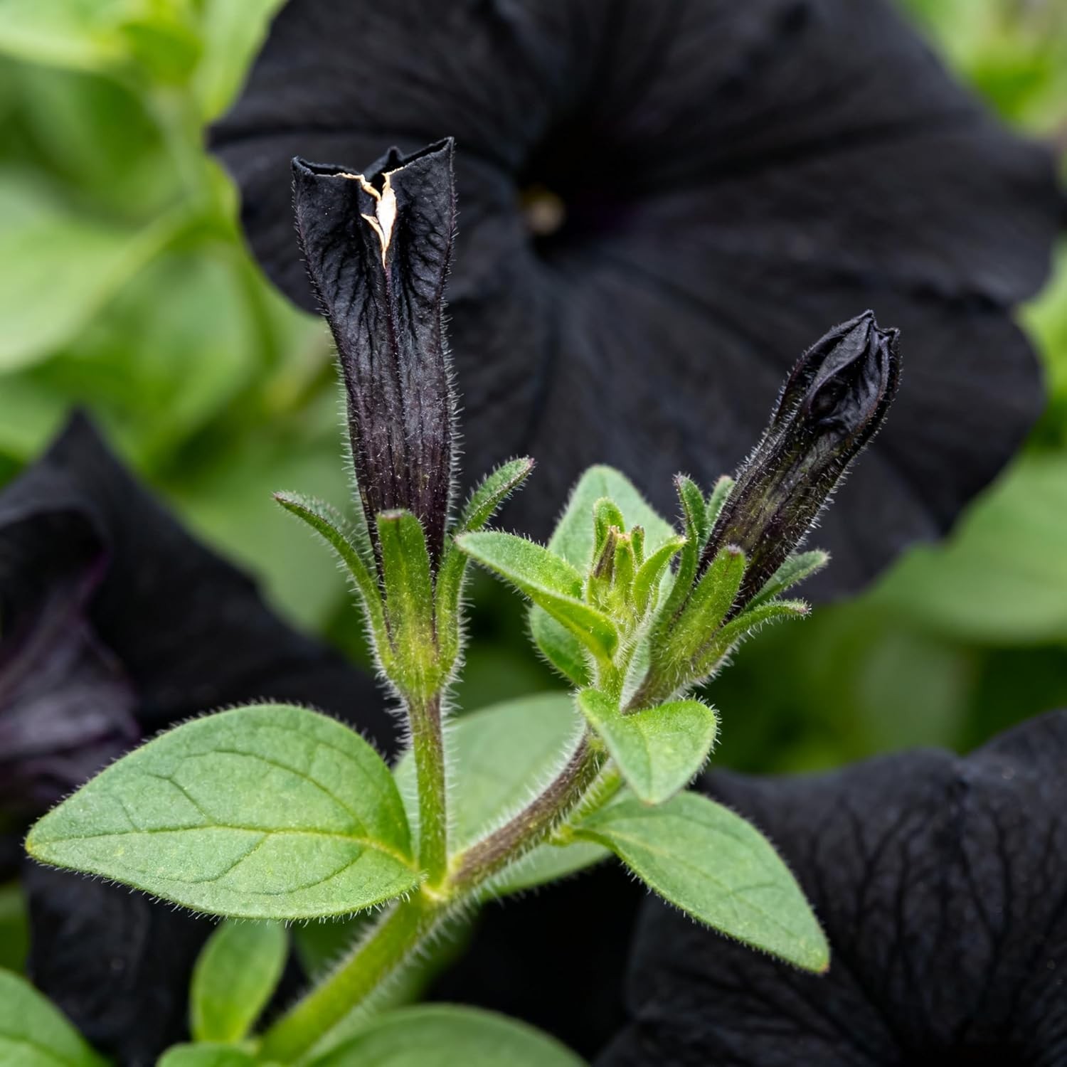 300+ Petunia Seeds for Planting, Black Petunia Flowers Seeds Garden Hanging Bask