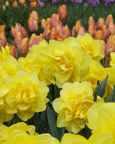 5 Golden Ducat Double Daffodil~ **FALL PLANTING