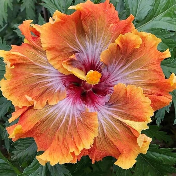 Exotic Hibiscus Flower Seeds, 30pcs, Striking Dark Tones, Drought-Tolerant, P…