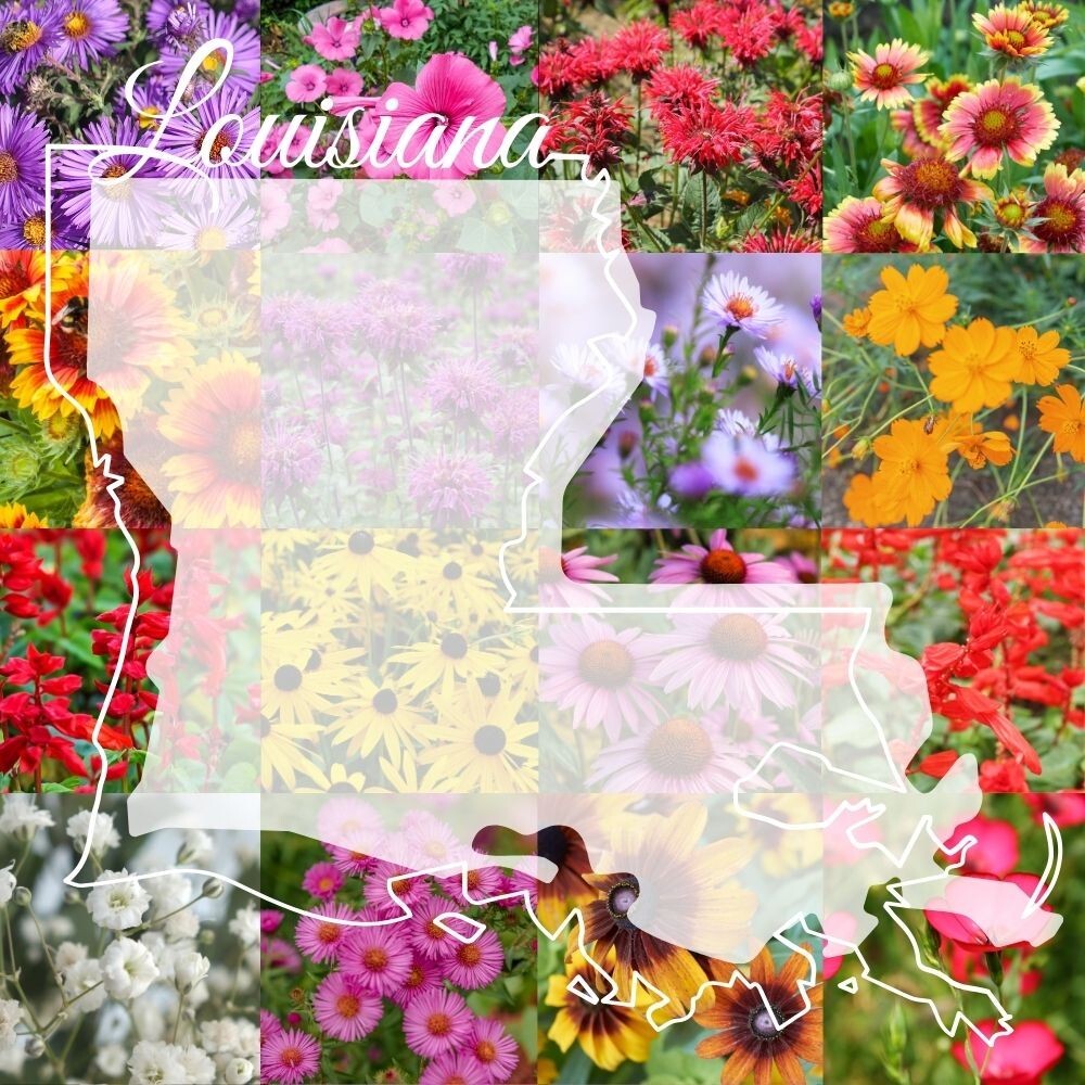 1 Pound Louisiana Bulk Wildflower Seed Mix 1lb Covers 2,000sq-ft Colorful Blooms