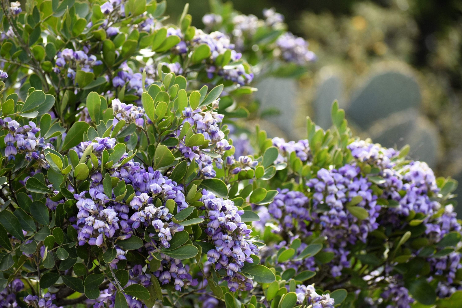 10 TEXAS Mountain LAUREL Sophora Secundiflora Mescal Tree Purple Flower Seeds