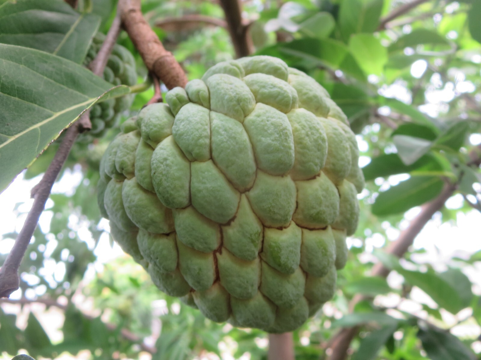 Sugar Apple Annona Squamosa Fruit Non Gmo 20 Seeds 2023 Season