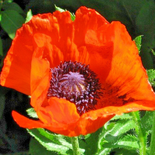 2,500 Prince of Orange Perennial Orientale Poppy Seeds For Planting. Huge Blooms