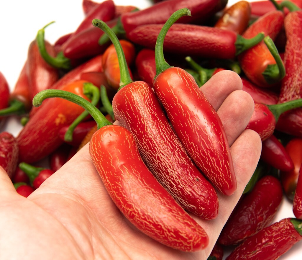 20 Vaquero Numex Jalapeno Pepper seeds hot spicy