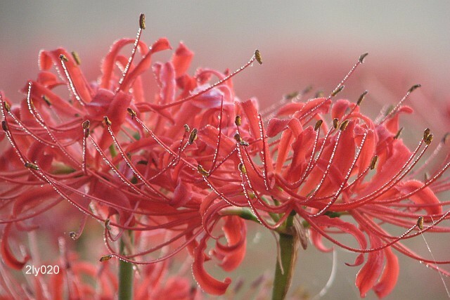 Lycoris radiata – Red Spider Lily – Magic Lily – 100 US-grown Flower Bulbs