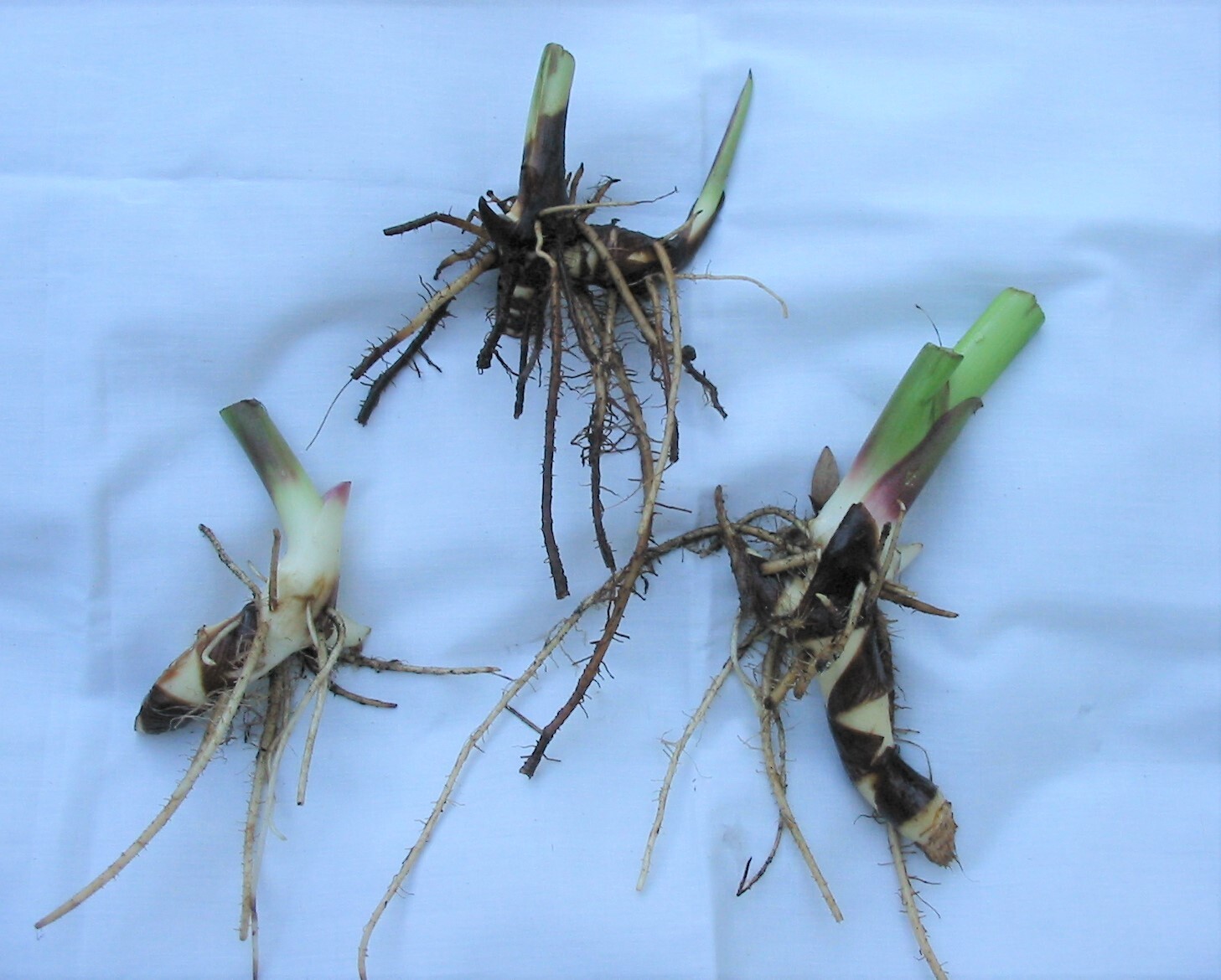Canna Lily Rhizome Bulbs – Orange Yellow Flower – 3 Piece – Freshly Cut LIVE