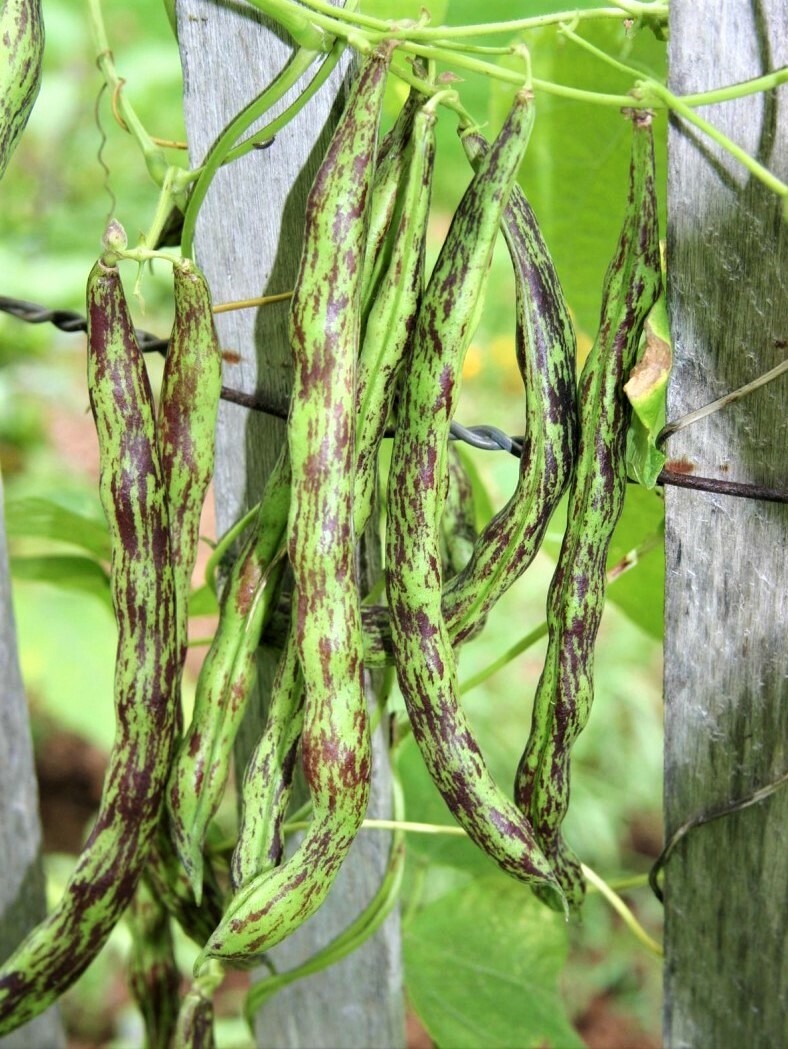 Rattlesnake Bean Seeds, Pole | Vining Purple Green Dragon Runner Beans Seed 2024