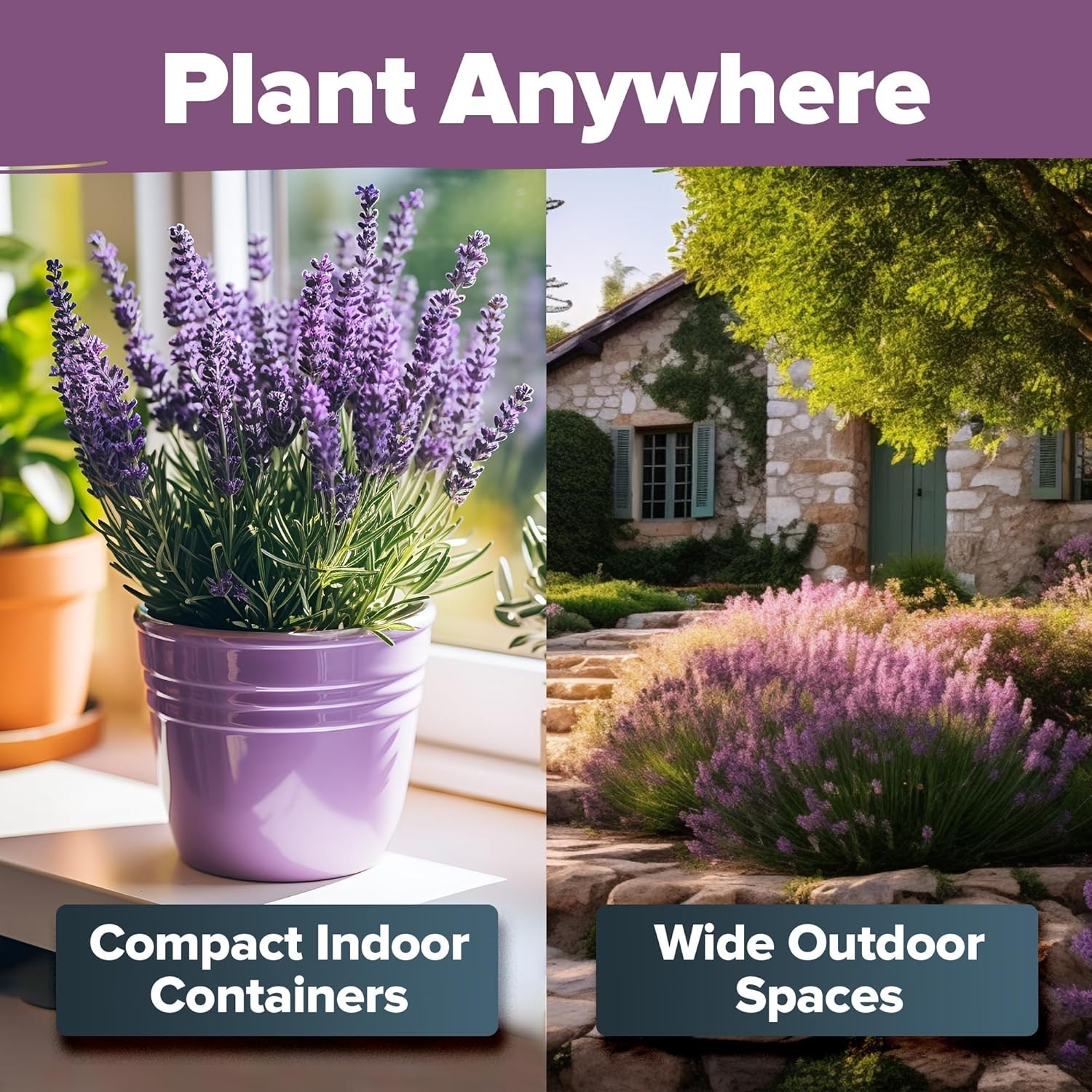 Low Maintenance Non-GMO Lavender Seeds – 1,500+ Blooms for Any Skill Level