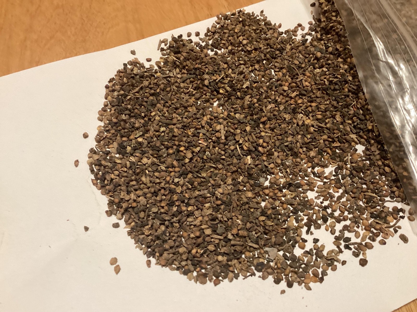 Paper Mulberry Seeds Broussonetia Papyrifera Tree Seeds Grow Guide USPS