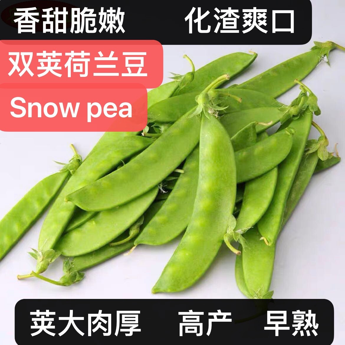 Pea seed set:snow pea,sugar snap pod pea,super pea shoots每种25粒甜豆种籽：荷兰豆豌豆豌豆苗2023年