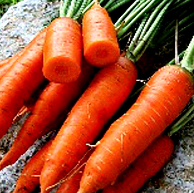 Red Cored Chantenay Carrot 300+ SEEDS NON-GMO BUY 4 ITEMS GET FREE SHIPPING