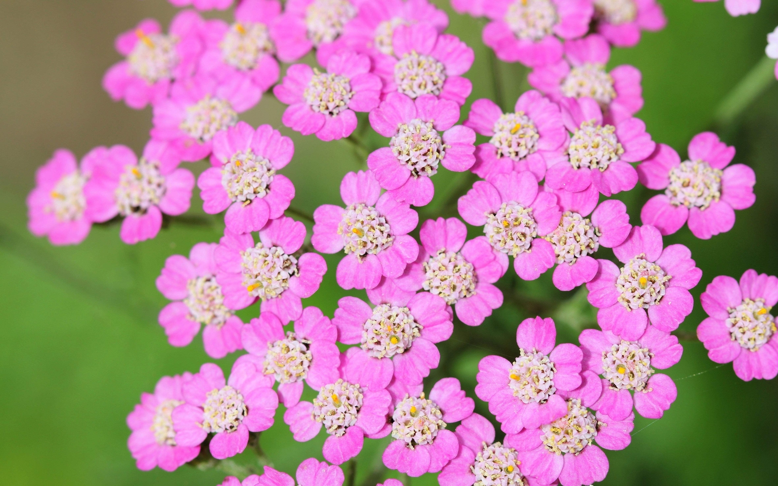 250 PINK Cerise QUEEN YARROW Achillea Millefolium Flower Seeds