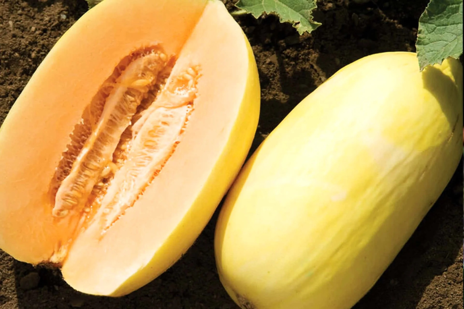 Crenshaw Melon Seeds | Sweet Orange Casaba Cantaloupe Papaya Fruit Seeds 2025