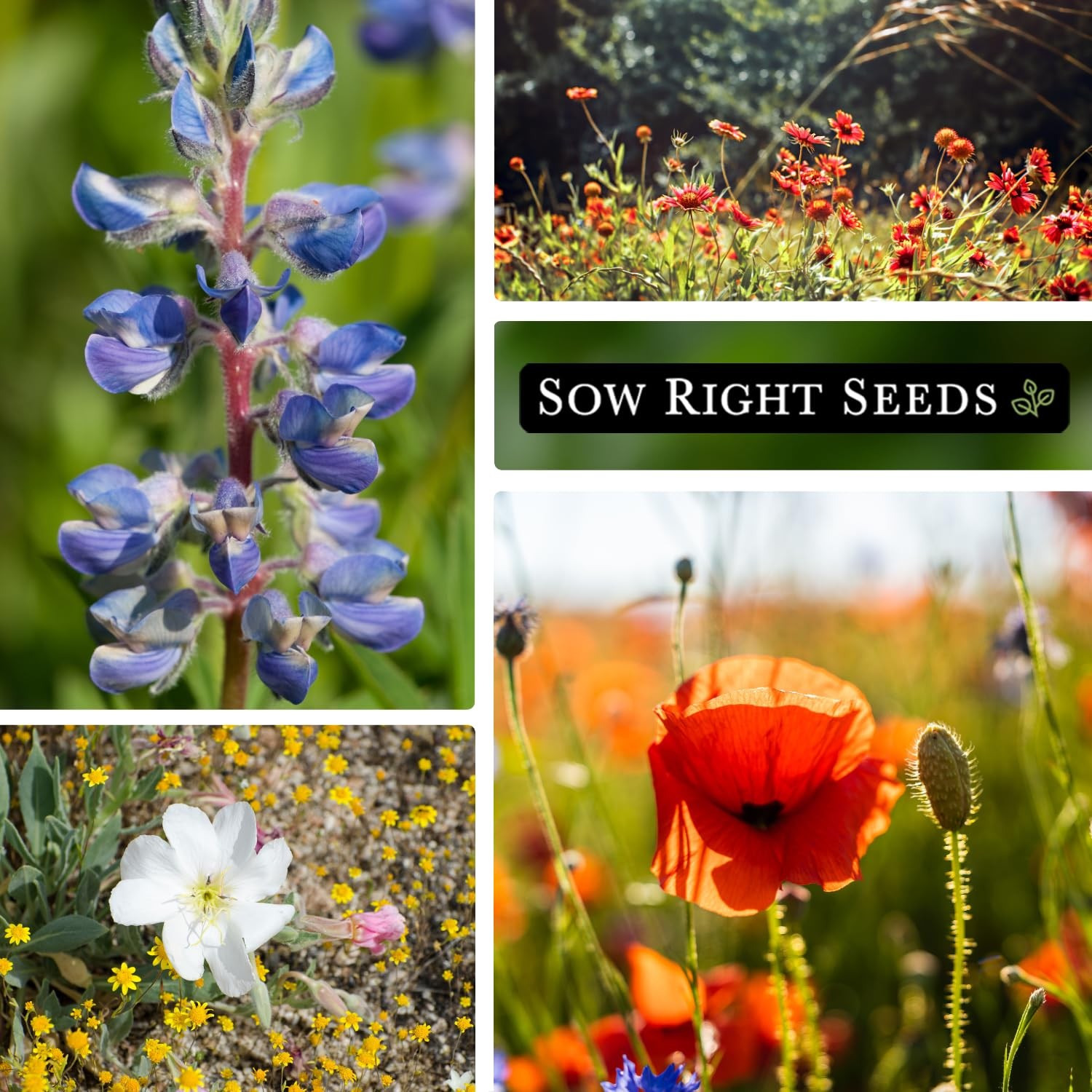 Sow Right Seeds – Wildflowers Mix for Planting in West – Non-GMO mix