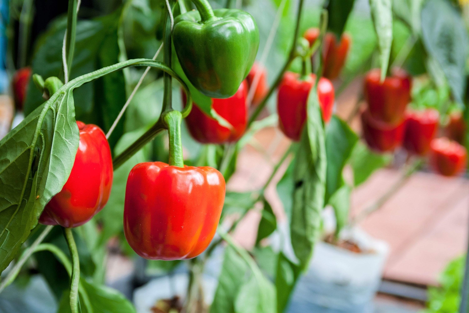 20 Organic Red MINI BELL PEPPER Sweet Mild Miniature Capsicum Vegetable Seeds