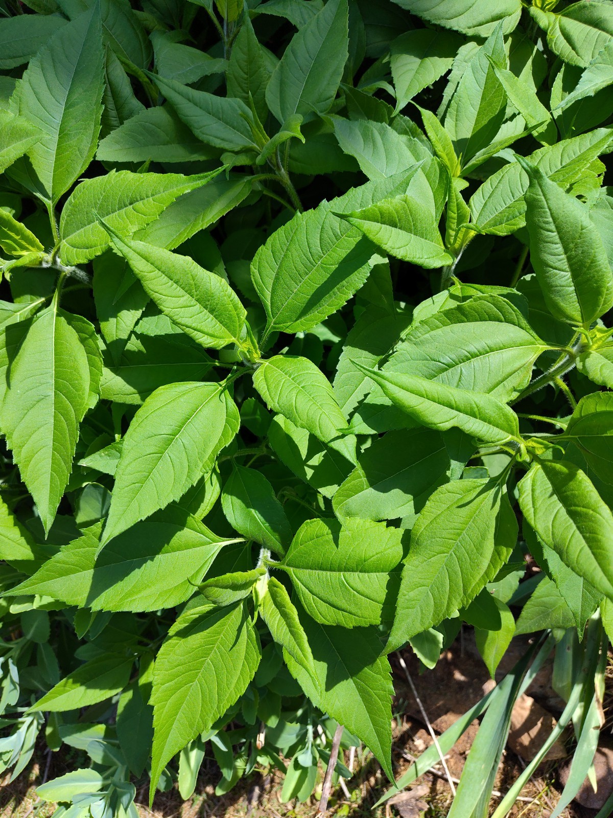 Jerusalem Artichokes tubers Sunchokes  10+ starts freshly dug for planting