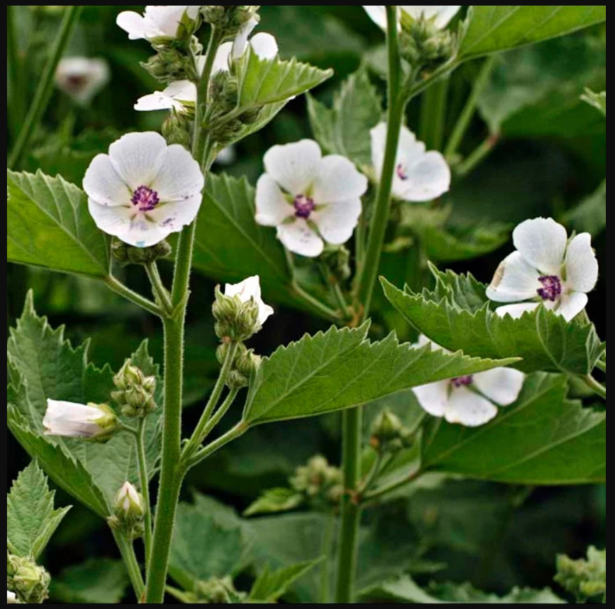30 seeds| Marshmallow Flower seeds #6002
