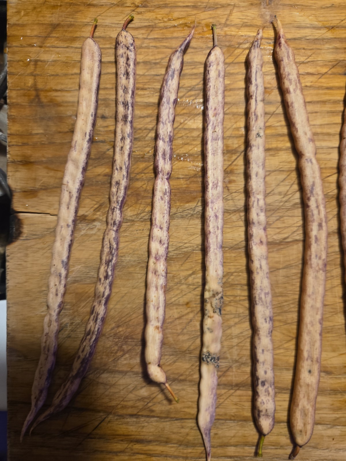 15 Honey Mesquite Pods (Prosopis Glandulosa) Drought Tolerant Legume (2026)