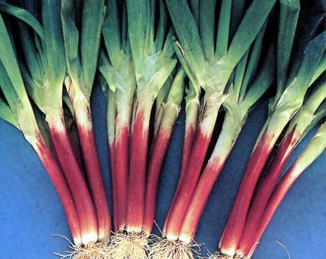 250+ Japanese Red Beard Bunching Onion Seeds — Bunching — COLORFUL