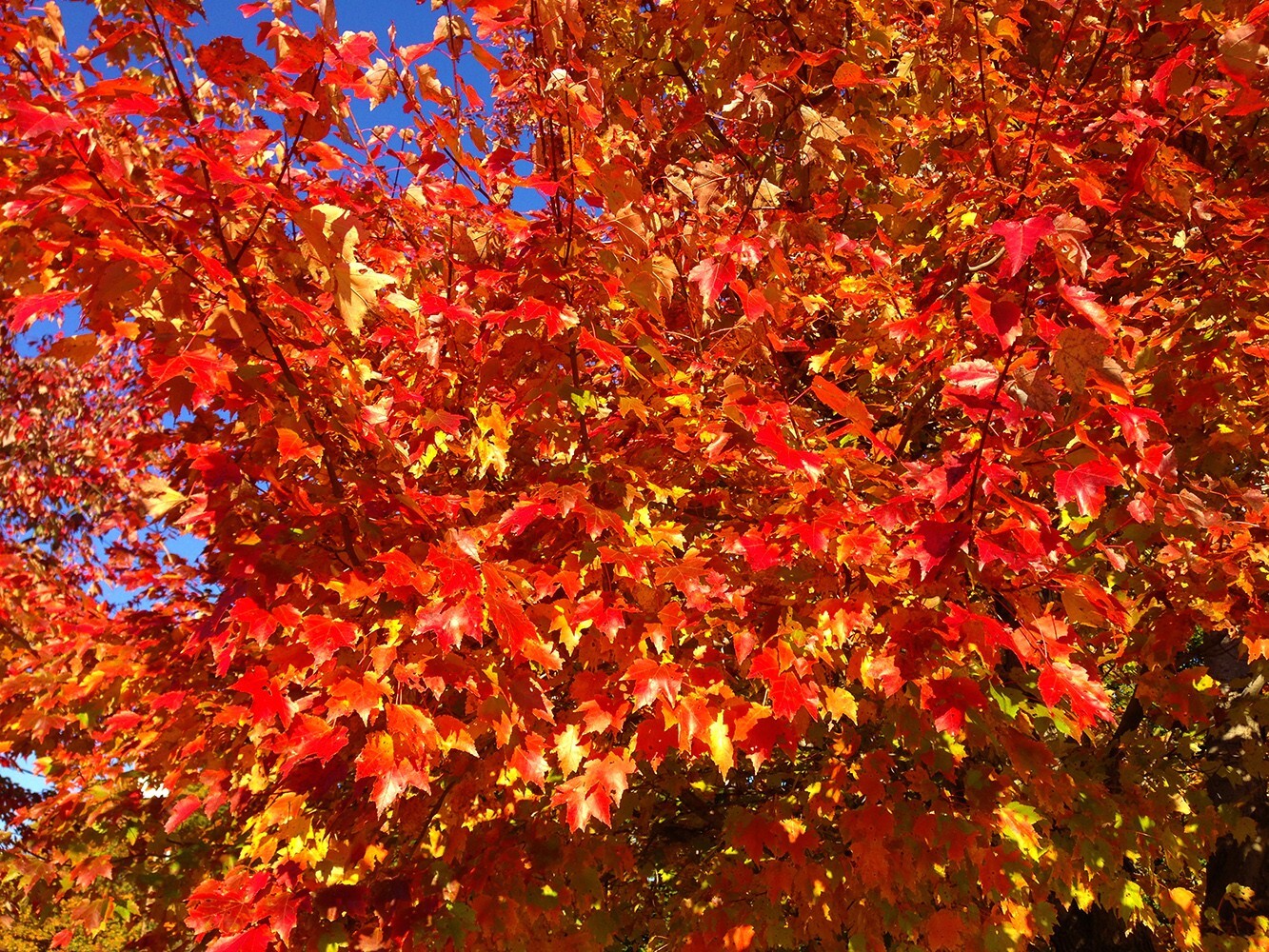 Northern Red Maple Tree | Premium Seeds | Acer rubrum ‘Fall’ | Plants’®