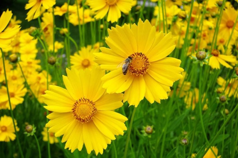 Coreopsis Lance Leaved Seeds 200+ Lanceolata Flower USA FREE S&H PERENNIAL