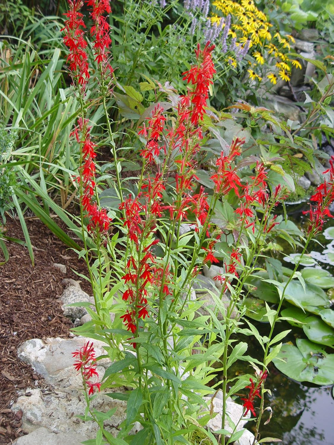 American Beauties Native Plants – Lobelia Cardinalis (Cardinal Flower) Perennial