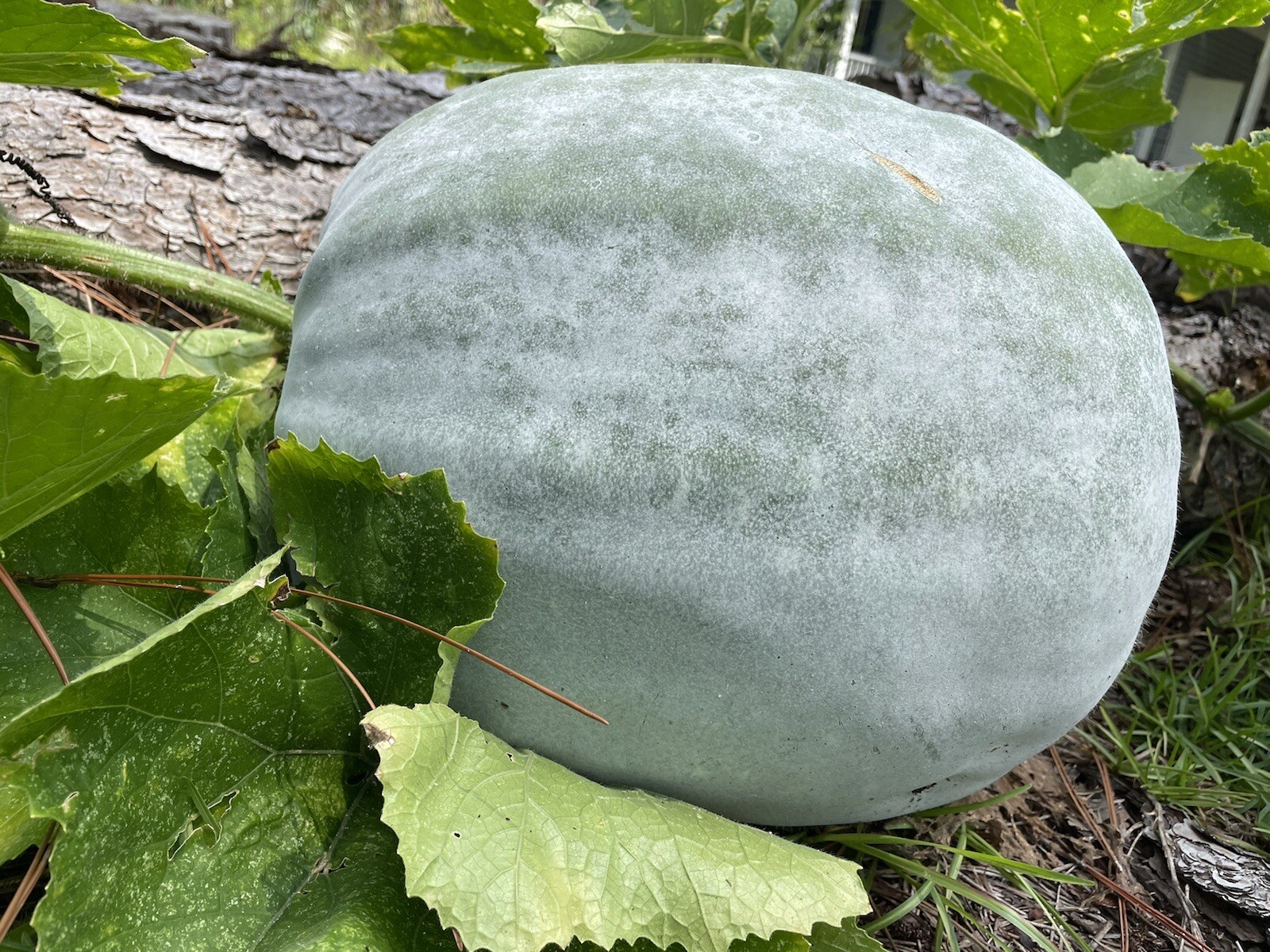 30 Wax Gourd Seeds White Ash Gourd Winter Melon 2023 Fall 冬瓜种子