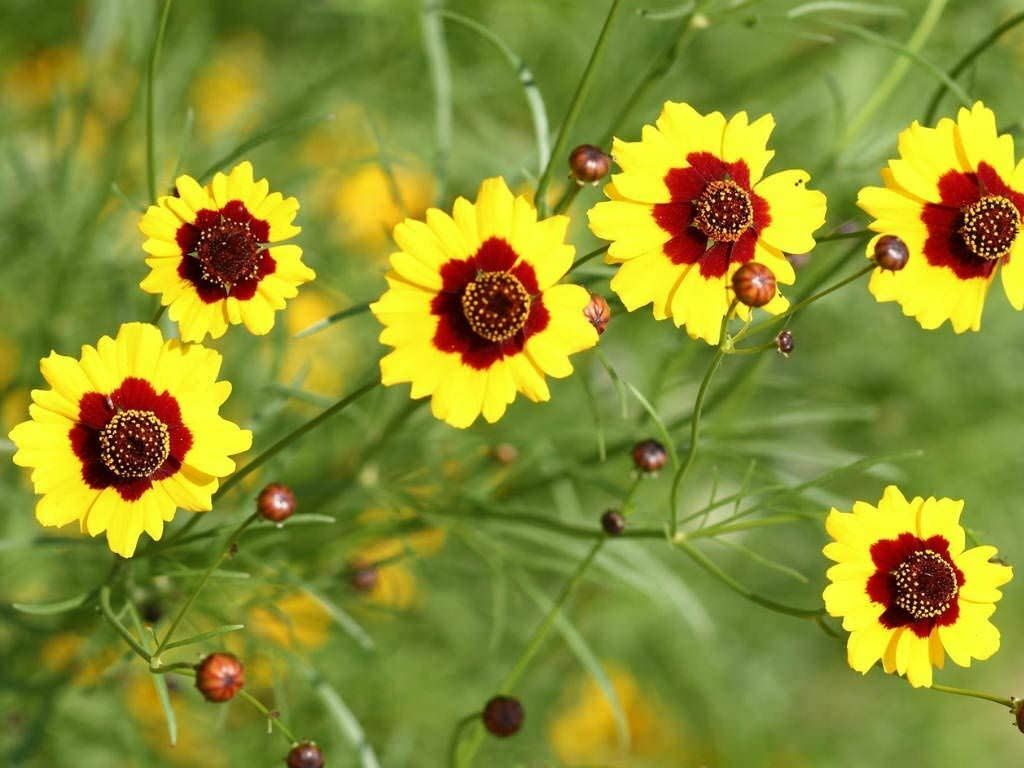 Coreopsis Seeds , Plains Coreopsis Flower Seeds, “COOL BEANS N SPROUTS” Brand.