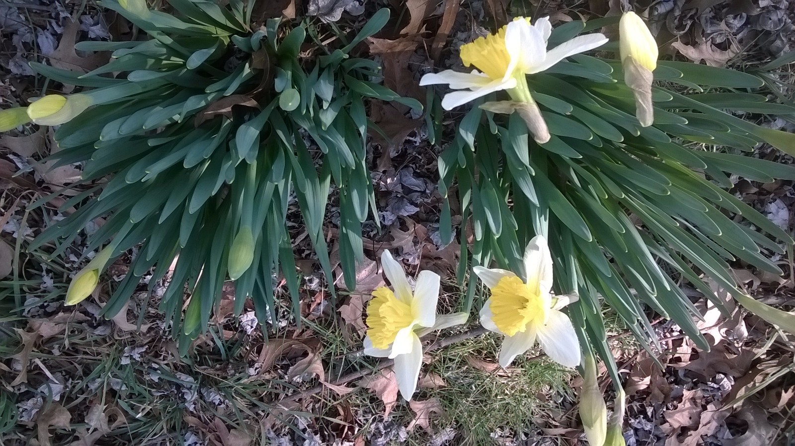 Live Daffodils clump, variety unknown