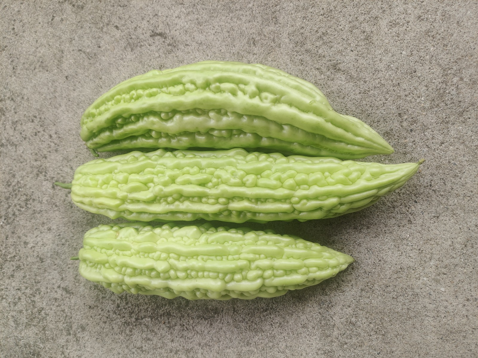 10+ Green Long Bitter Gourd seeds, Bitter melon, Ku Gua, Asian 苦瓜 2025