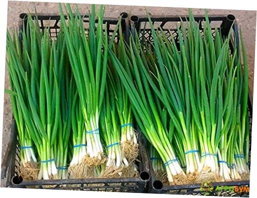 Seeds Bunching Green Onions Scallions 250+ Seeds for Planting Perennial small