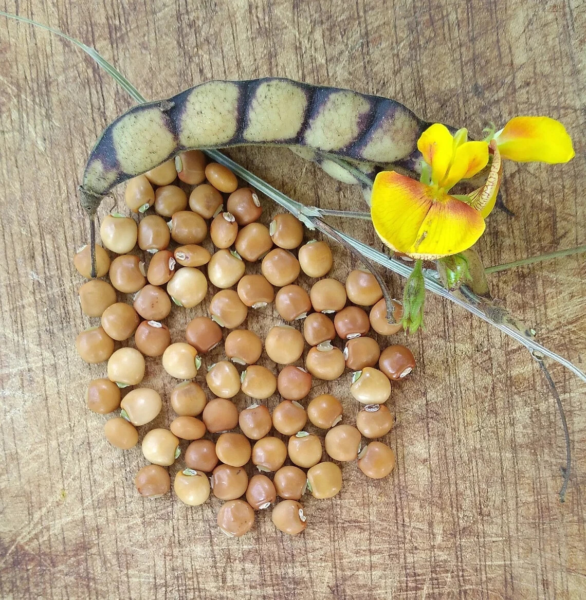 25 Seeds White Pigeon Peas, Cajanus cajan, Gandules seeds, Nitrogen fixing plant