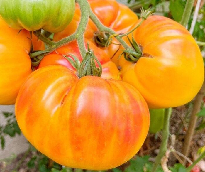 PINEAPPLE TOMATO SEEDS 100+ beefsteak INDETERMINATE vegetable GARDEN Free Ship