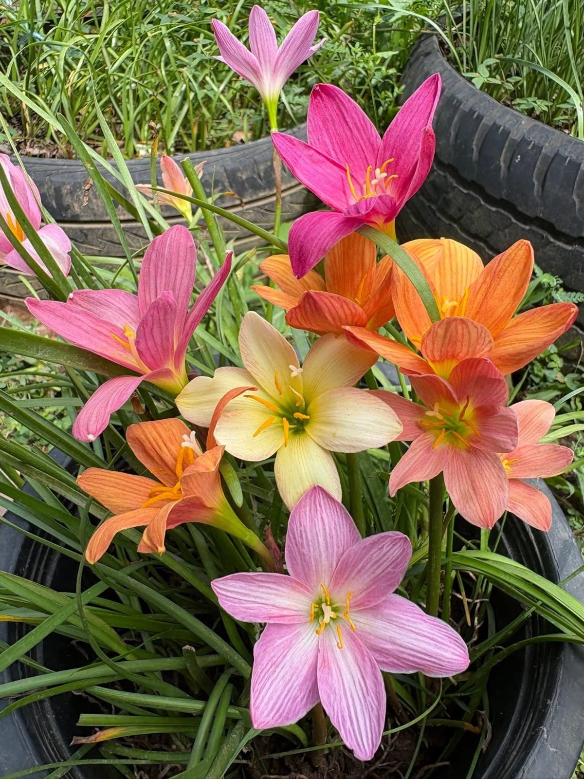 20 New! Mixed rainlily White,Pink and other surprise color (Zyranthes)