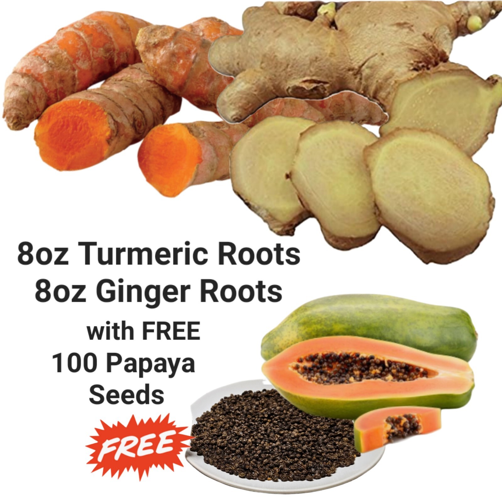 TURMERIC GINGER W/ FREE 100 Papaya Seeds, Organic, For Planting Or Cooking, Herb