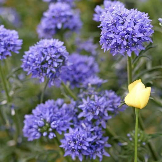 GLOBE GILIA Annual Light Blue Flowers Wildflower Sun or Shade Non-GMO 500 Seeds