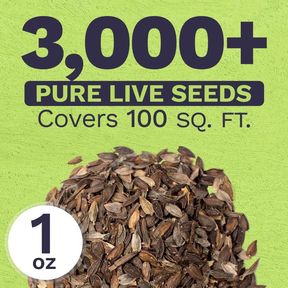 Zinnia Seeds – California Giants Mix – Large 1 Ounce Packet – 3,000 Flower Se…