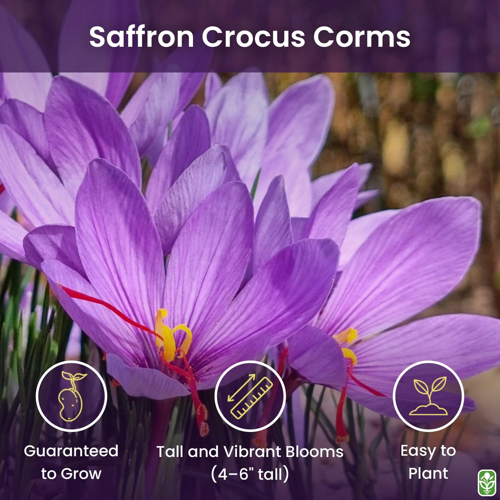 Saffron Crocus Corms for Planting – 10 Large Corms – Purple Blooms – Perennia…
