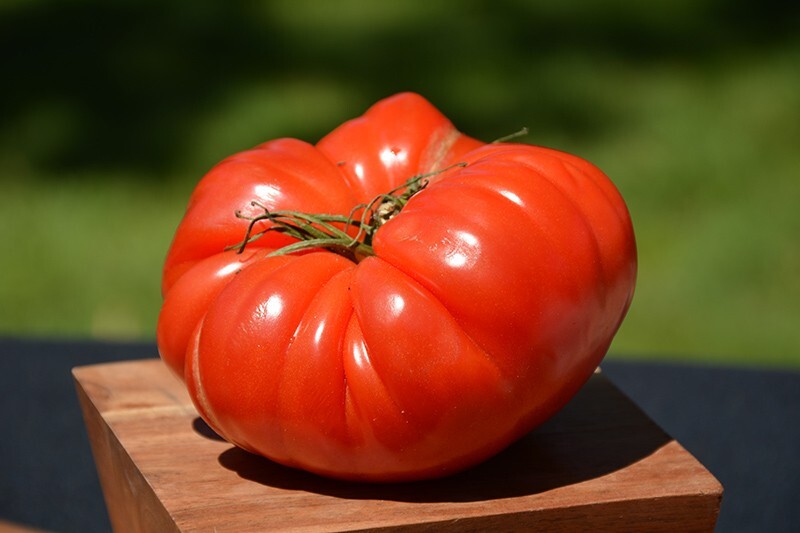 120+ German Johnson Tomato Seeds – Non GMO – Heirloom – Organic ——– LARGE
