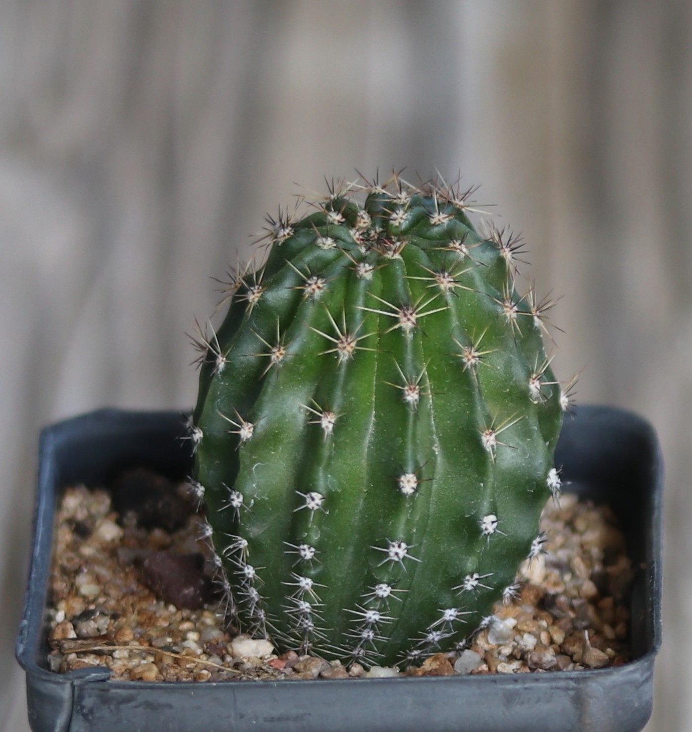 Echinopsis hybrid ‘Daunting’