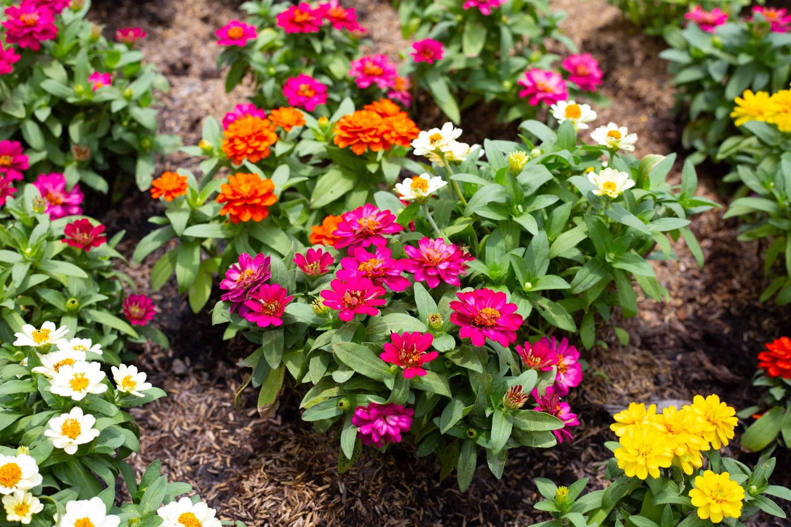 150 DWARF THUMBELINA ZINNIA Elegans Mixed Colors Flower Seeds