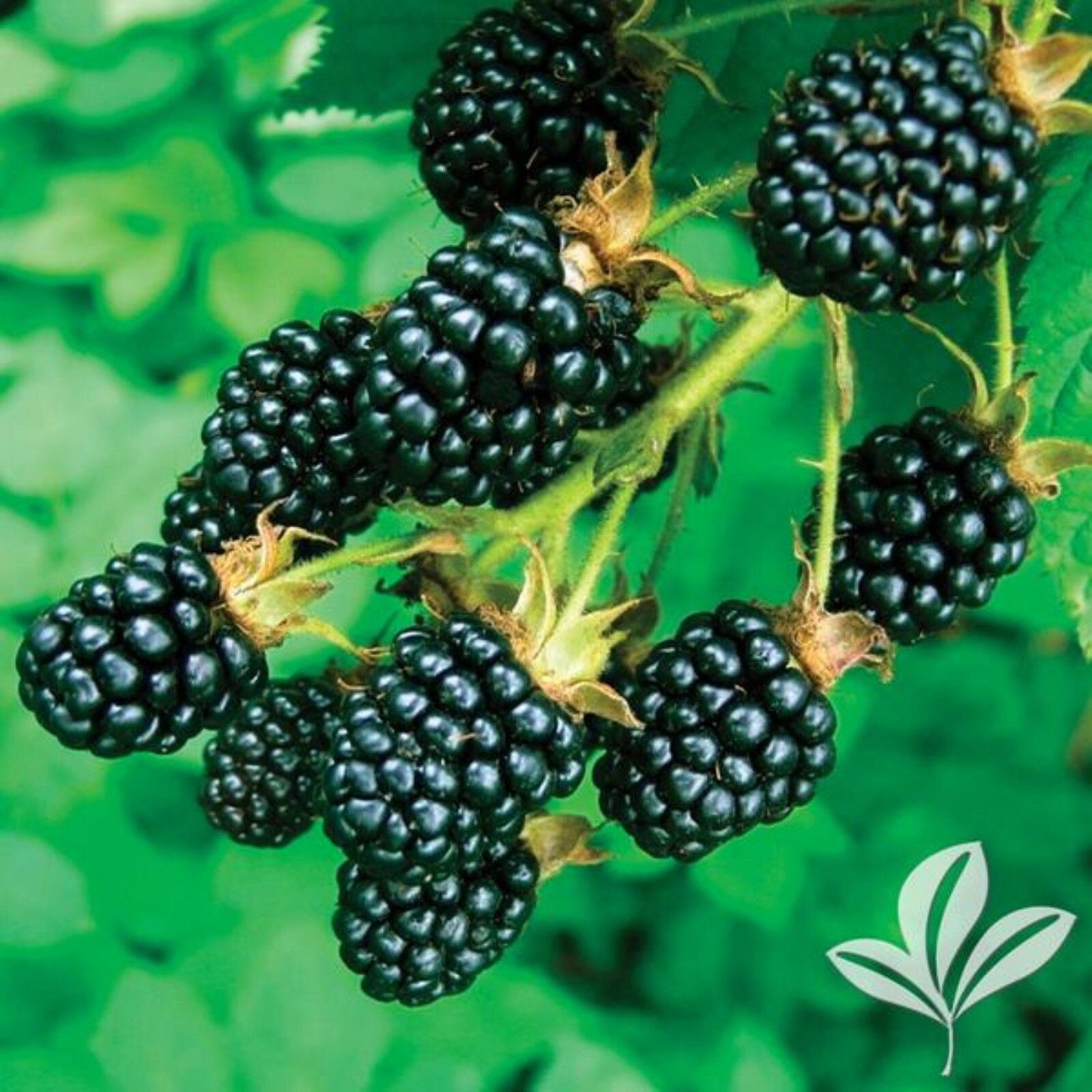 Blackberry Rubus ‘Apache’, 2-5″ tall, 1 year old starter plant. Not for CA, HI