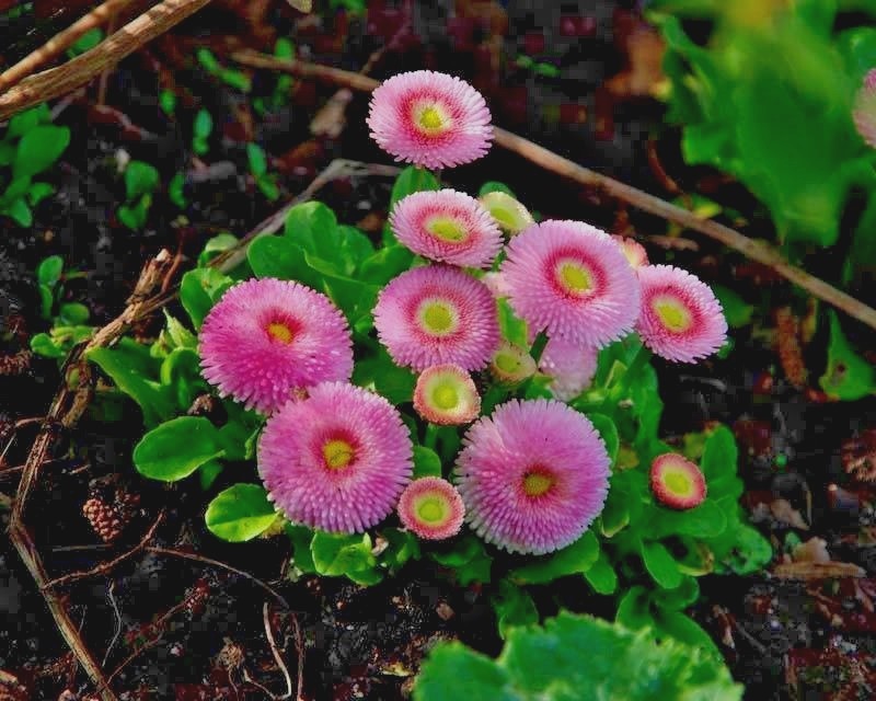 400+ENGLISH DAISY MIX Flower Seeds European Wildflower Early Blooms Groundcover